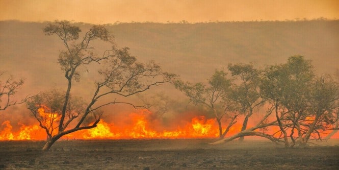 A wildland fire scene
